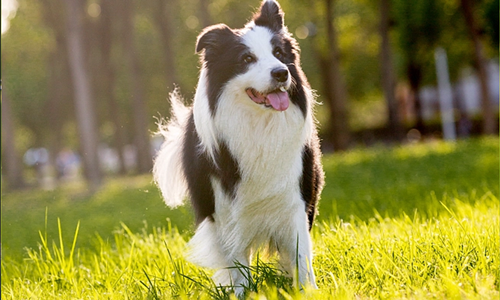 宠物益生菌祛味喷雾