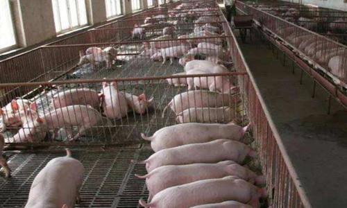 养殖场、屠宰厂除臭领域